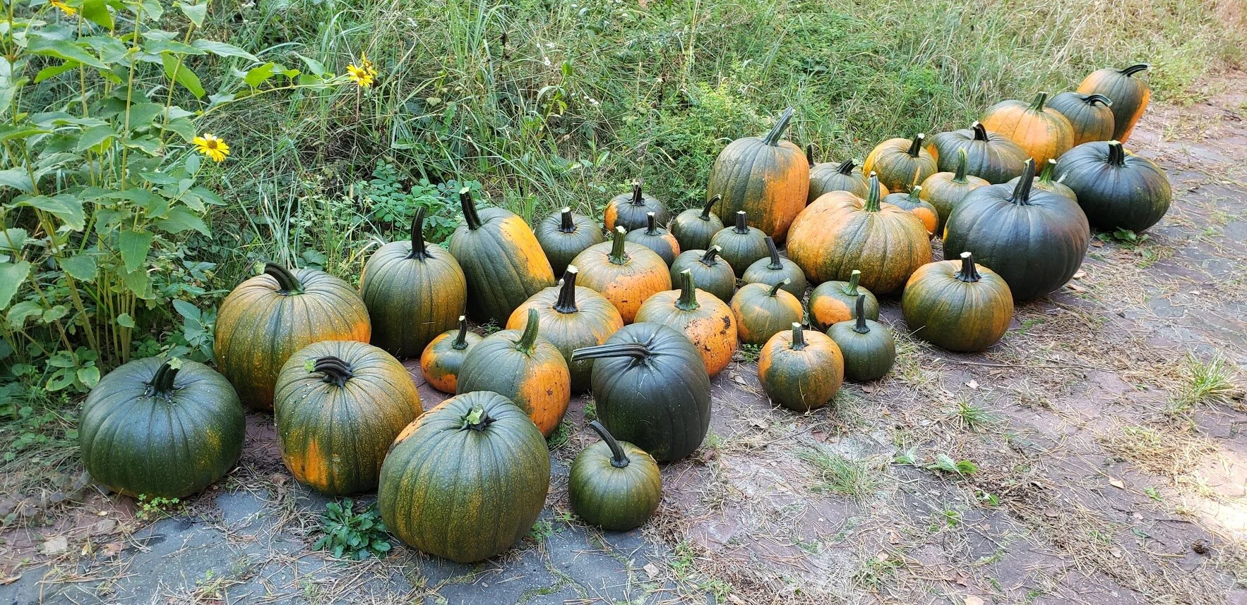 There are 40 pumpkins here - many of them small and cute!