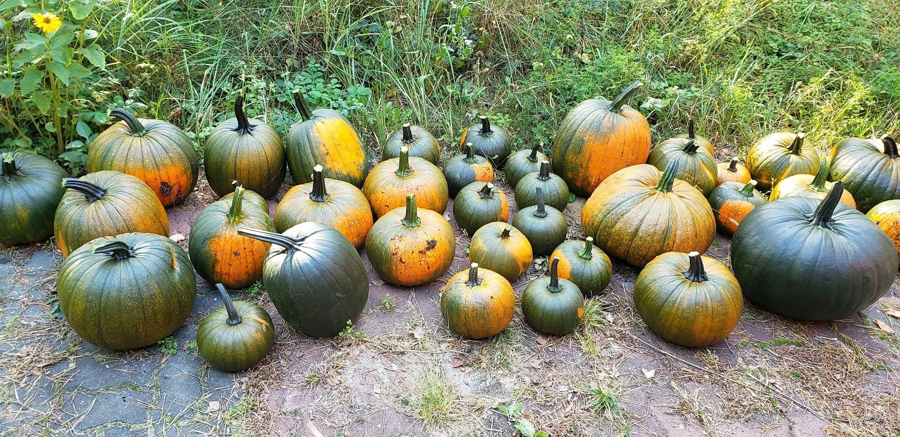 There are two rather large ‘squatty ones” - the big green one on the right and then to the left and back of it - one is turning orangish - also very squatty and big. There is a nice variation of sizes and shapes.