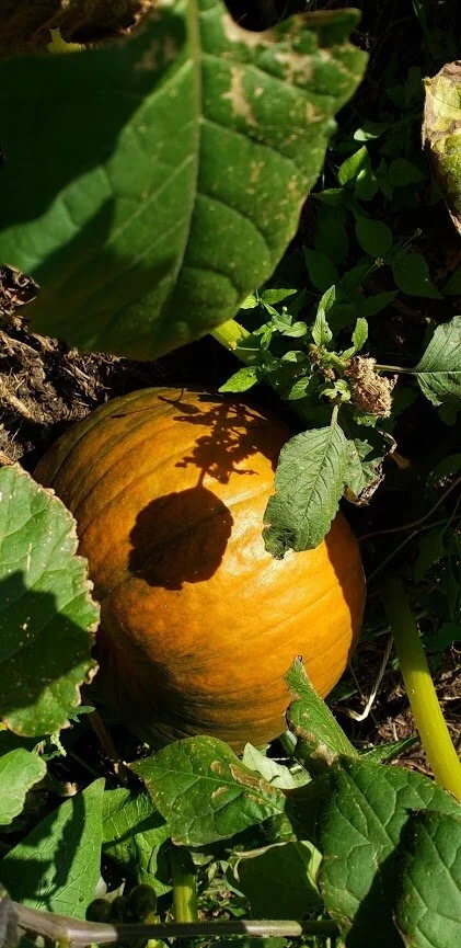 It’s a smallish one - but turning orange!