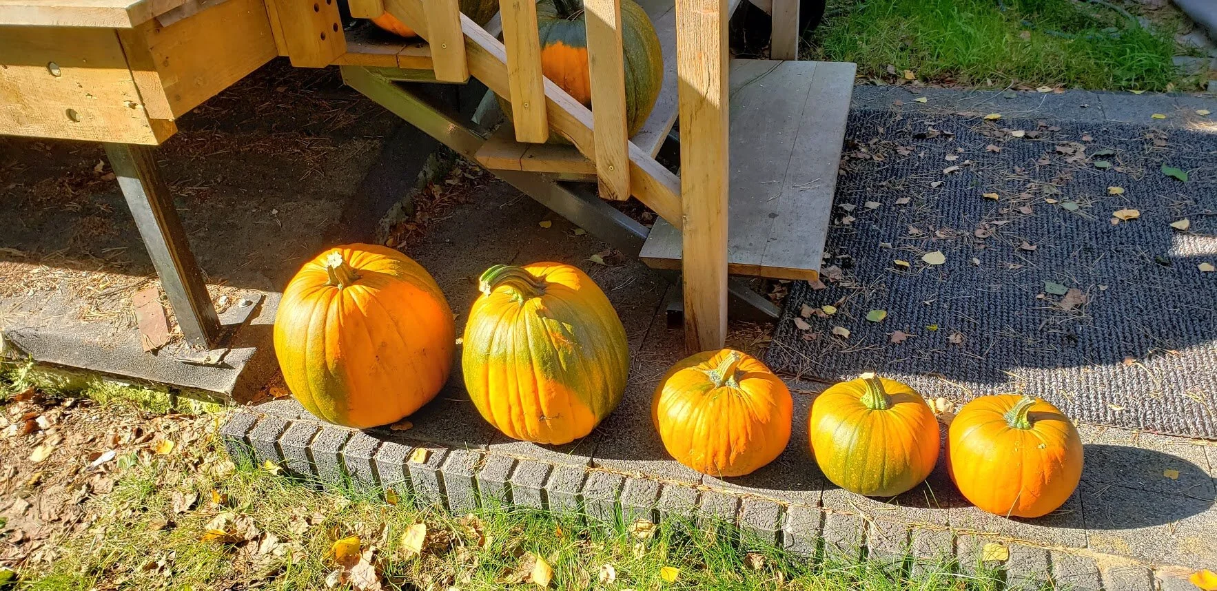 pumpkins 2019 11.jpg