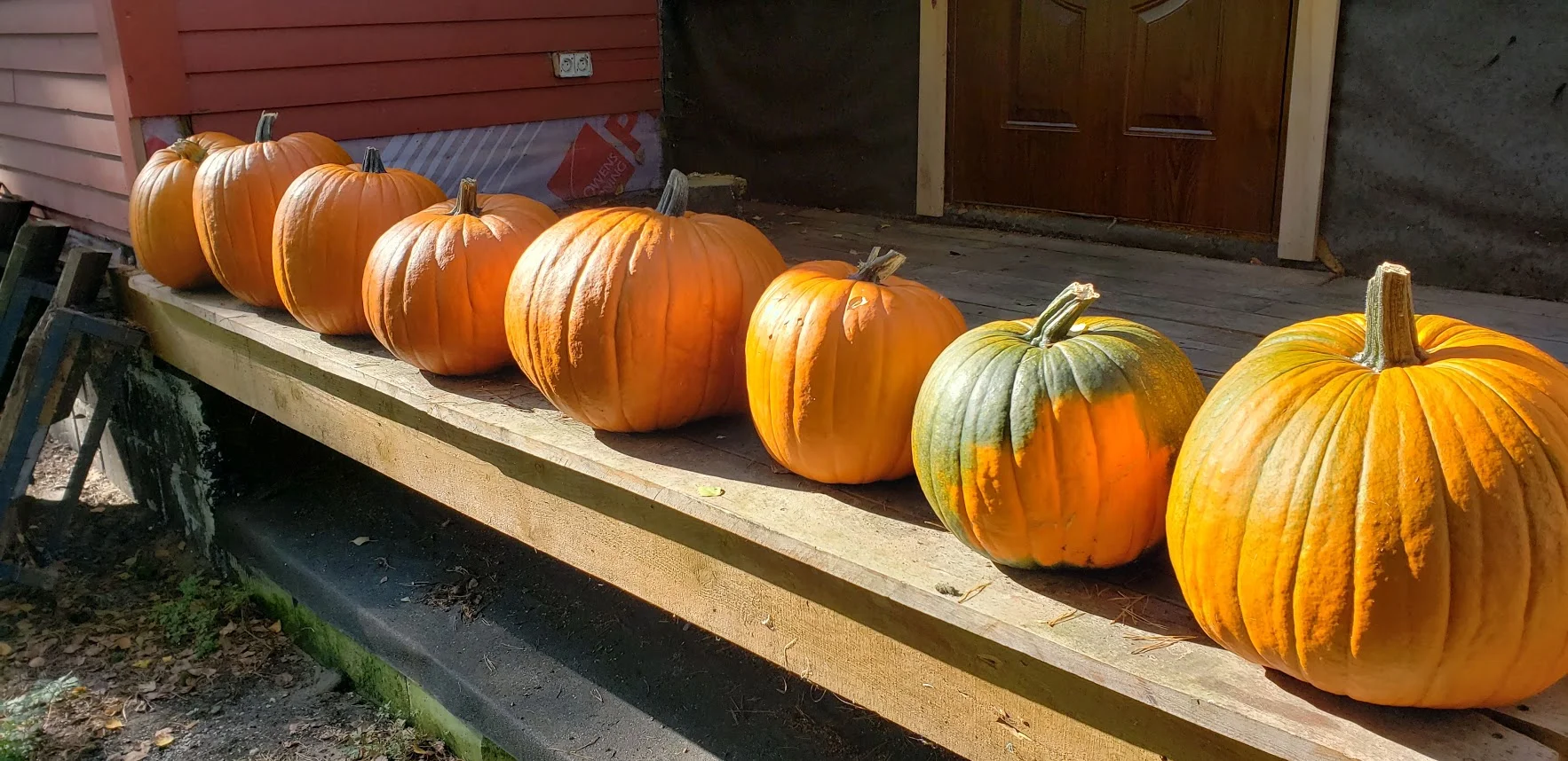 The Great Pumpkin Harvest of 2019!