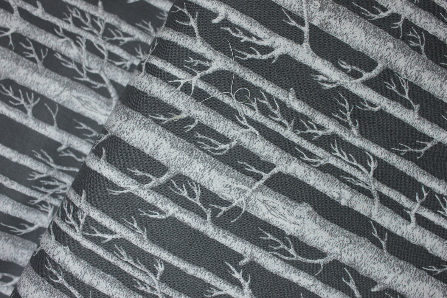 Birch Trees on Dark Charcoal by Hoffman