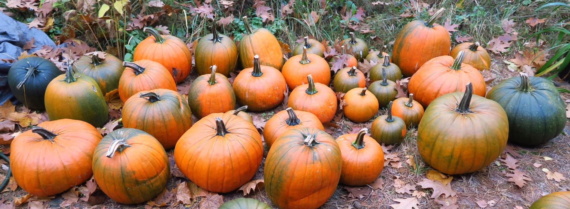 Oct. 24