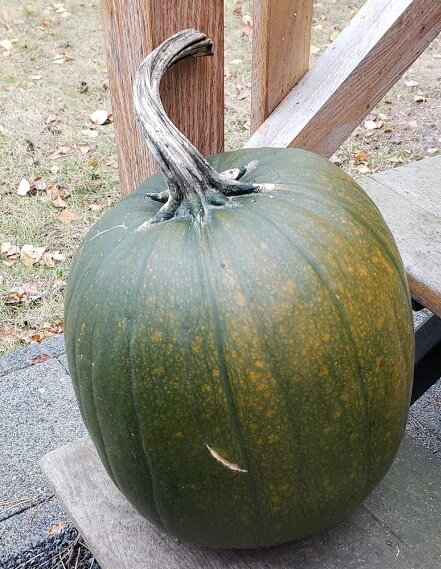 A lesson from the pumpkins!