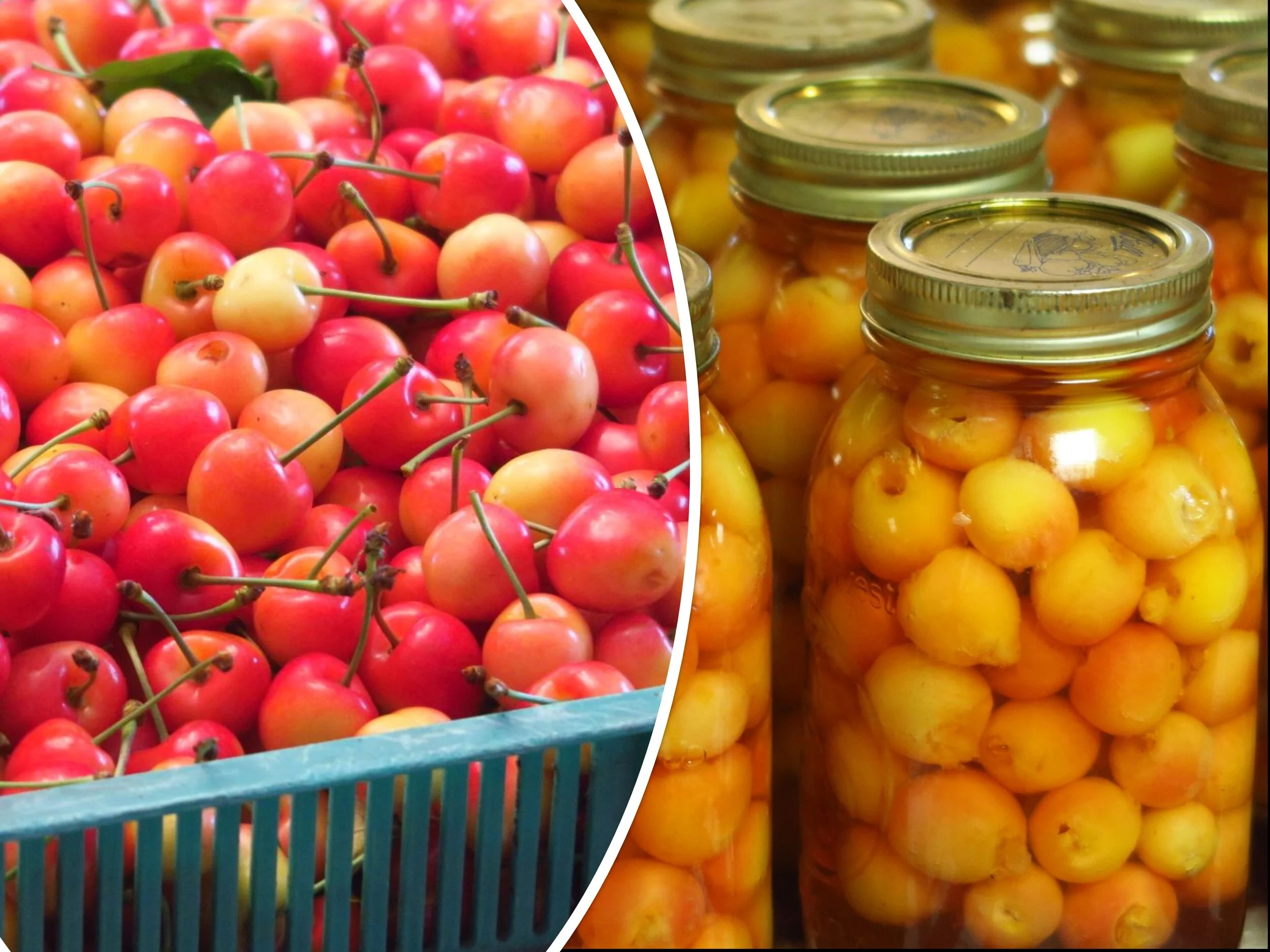 On the home front - Canning sweet cherries!