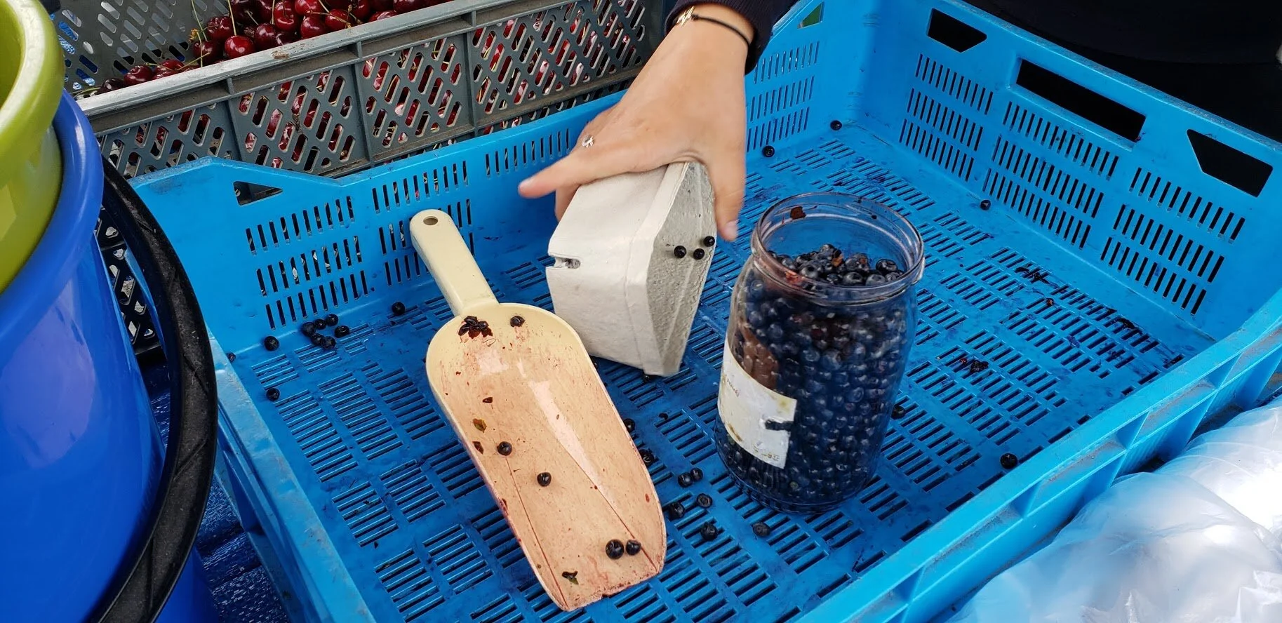 Cultural - It's Blueberry Time!