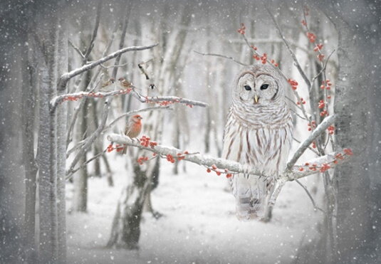 Snowy Owl on Birch trees in winter.jpg
