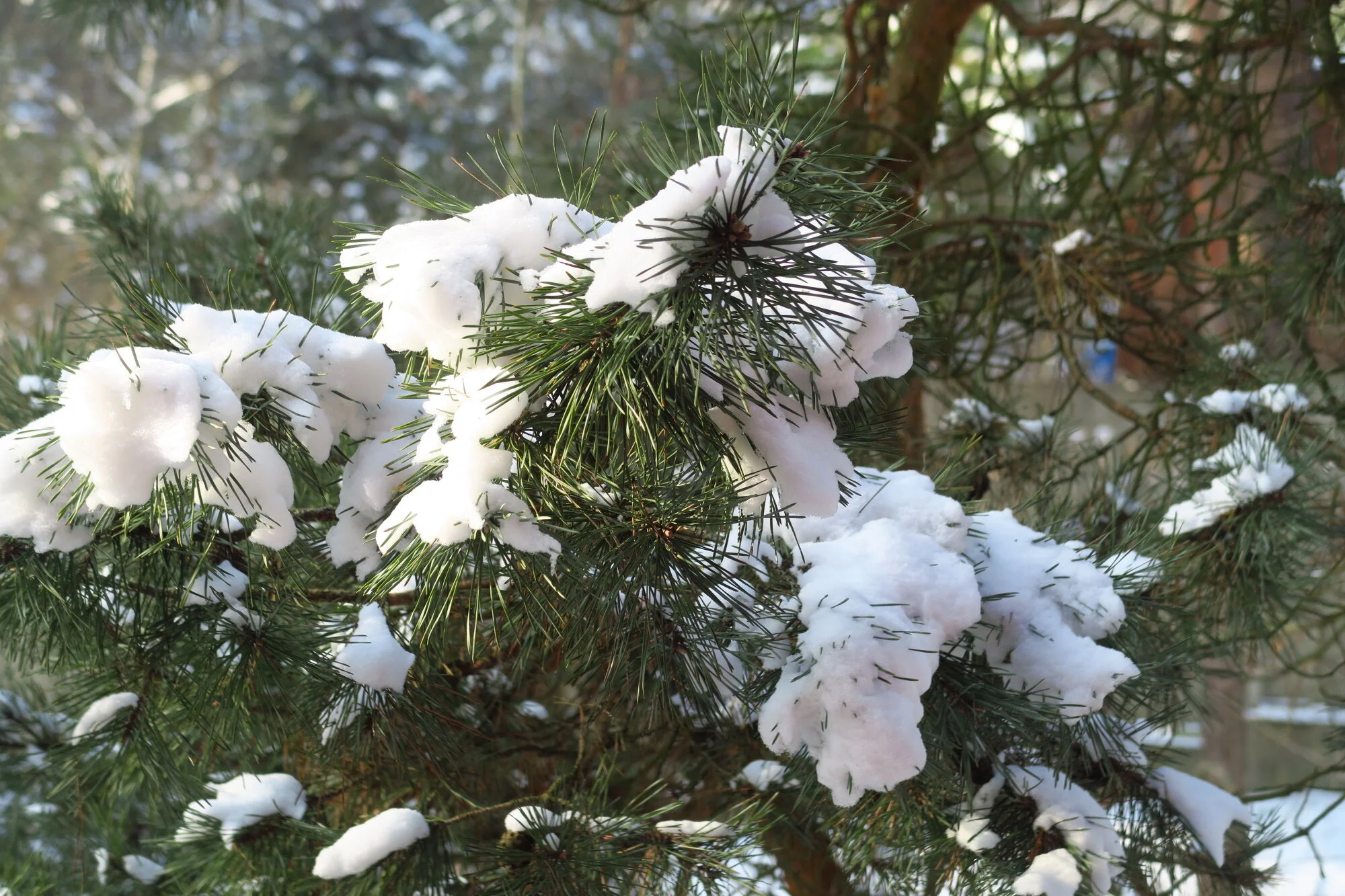 We DID get snow...for real!