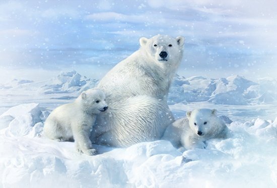 COTW - Polar bears in snow.jpg