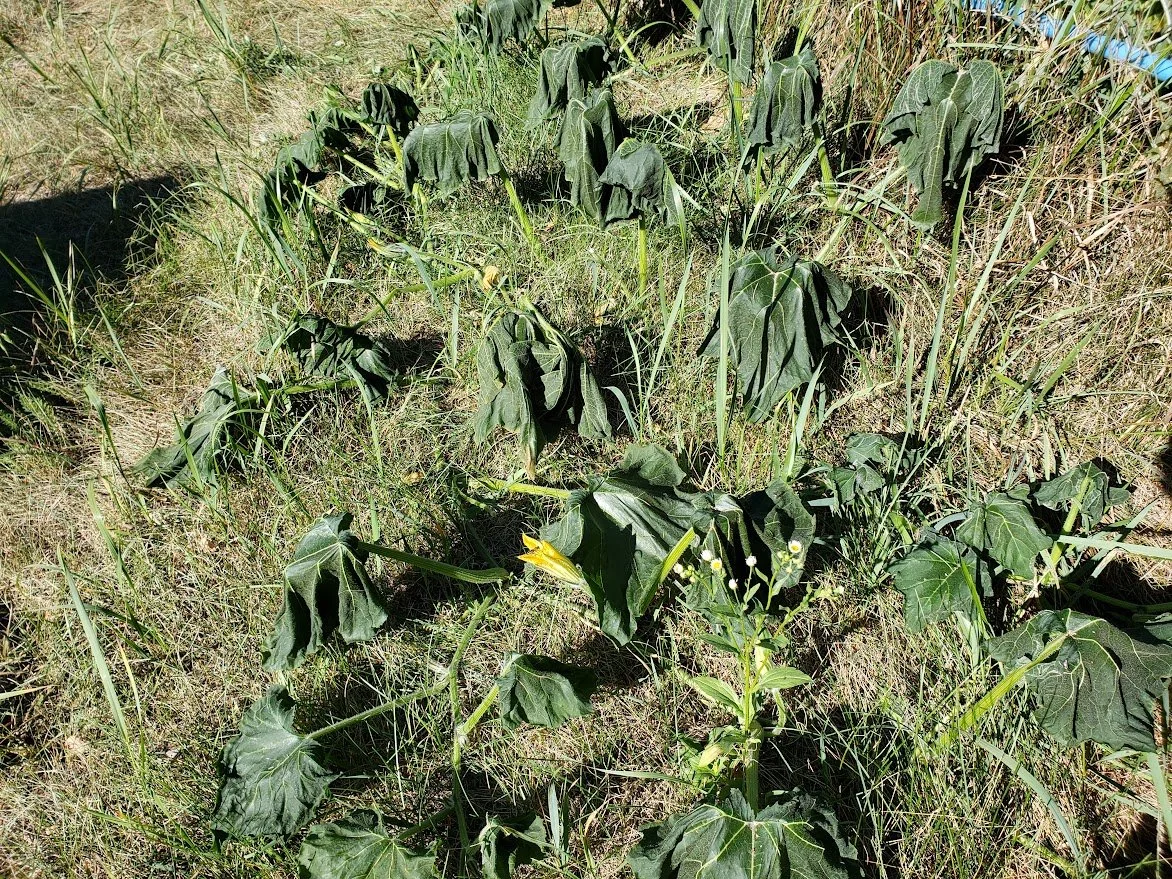 Disaster in the Pumpkin Patch!