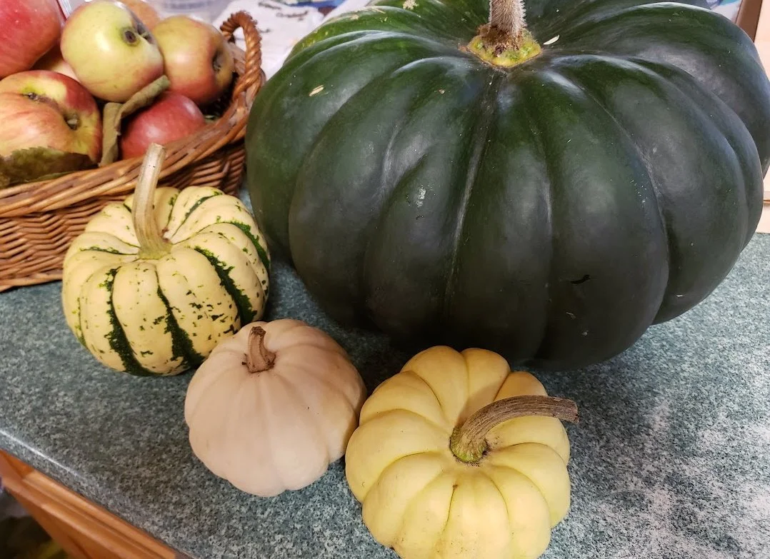 Final Pumpkin Harvest of the Year