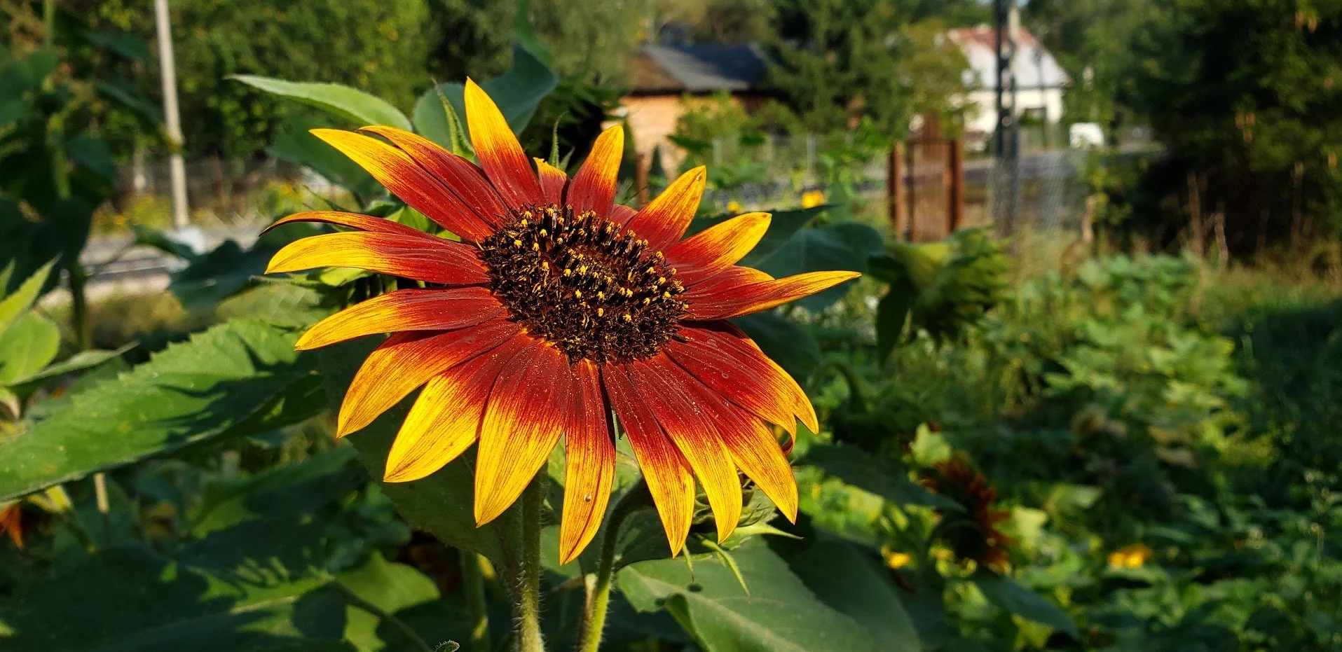 September Garden Update