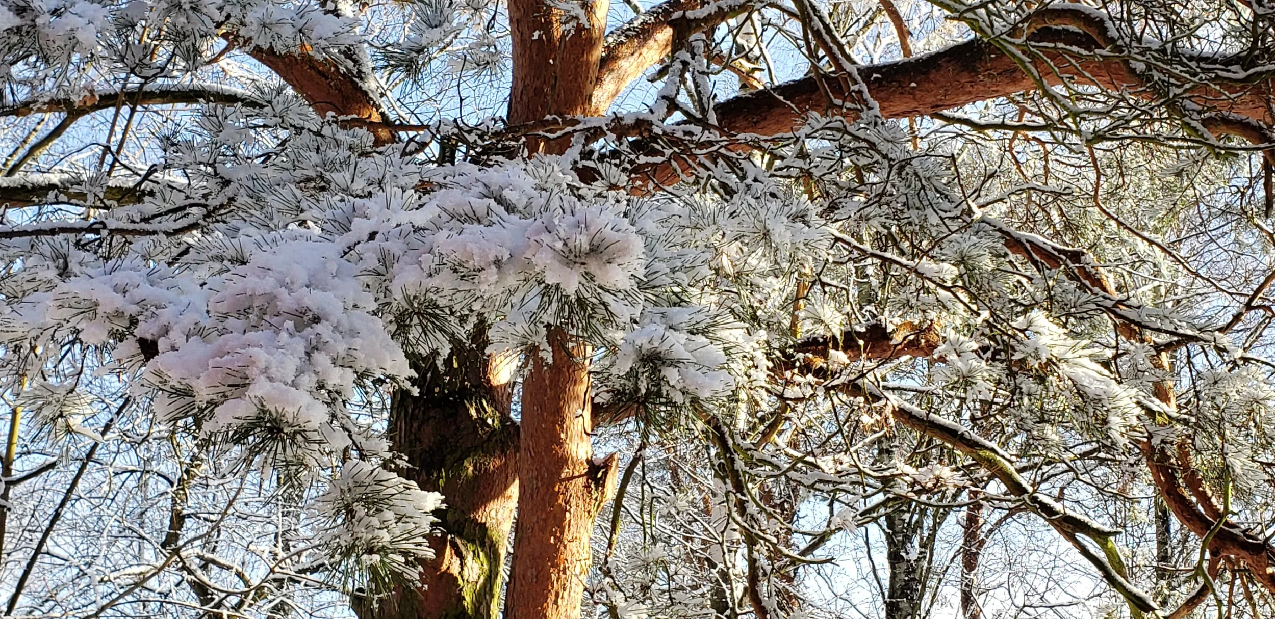 This is a pine tree just outside our bedroom balcony.