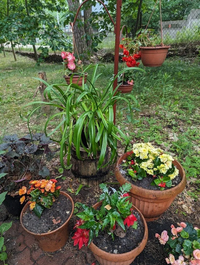 Getting the Flowers Going