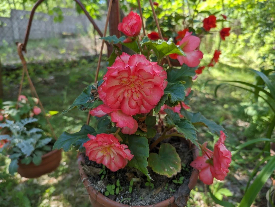 Mid June Garden Report 