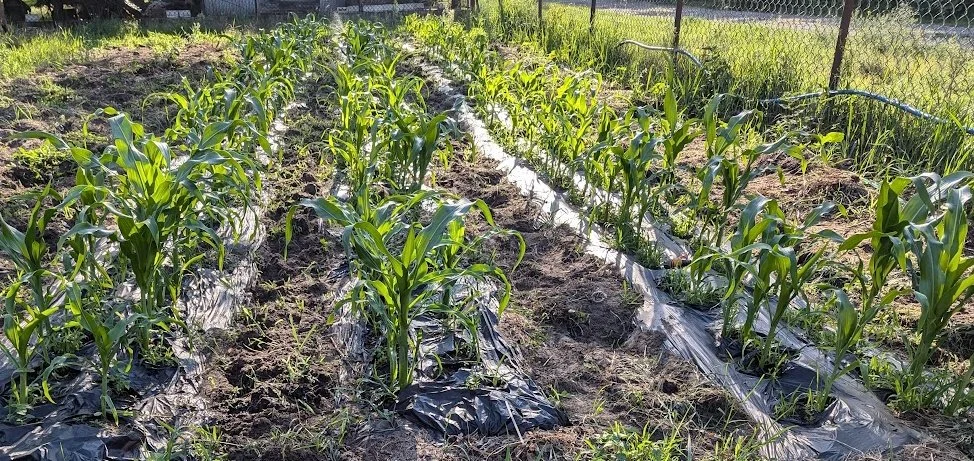 Garden Report - End of June 2024