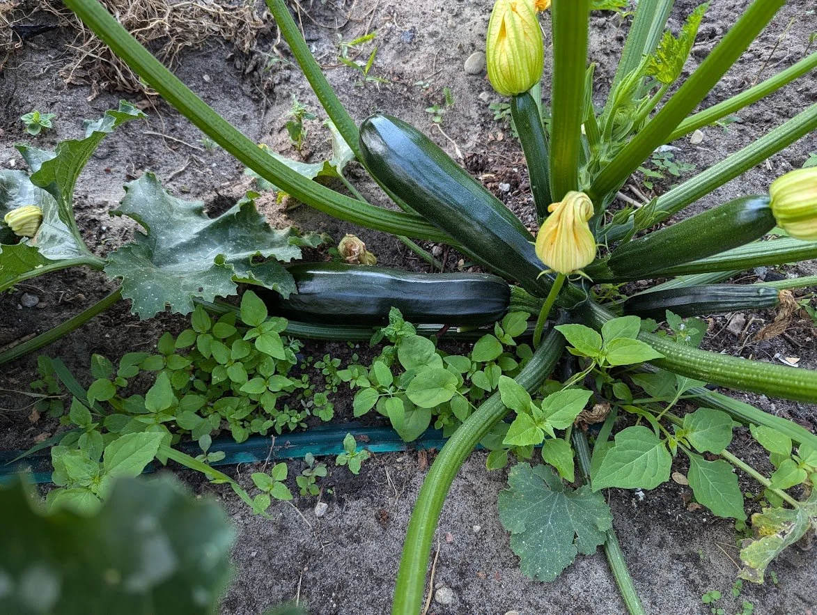 Mid July Garden Update