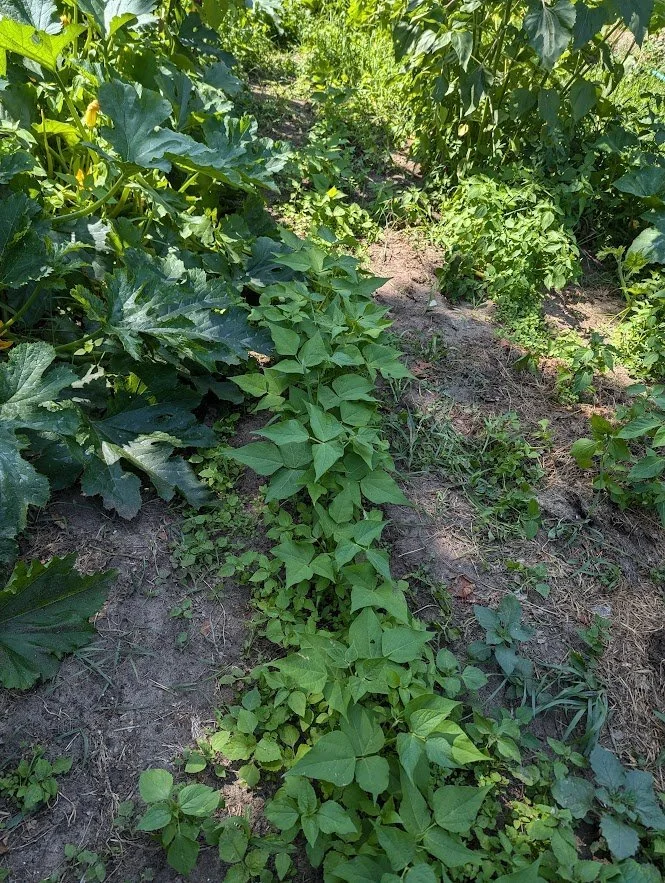 End of July/Beginning of August Garden report