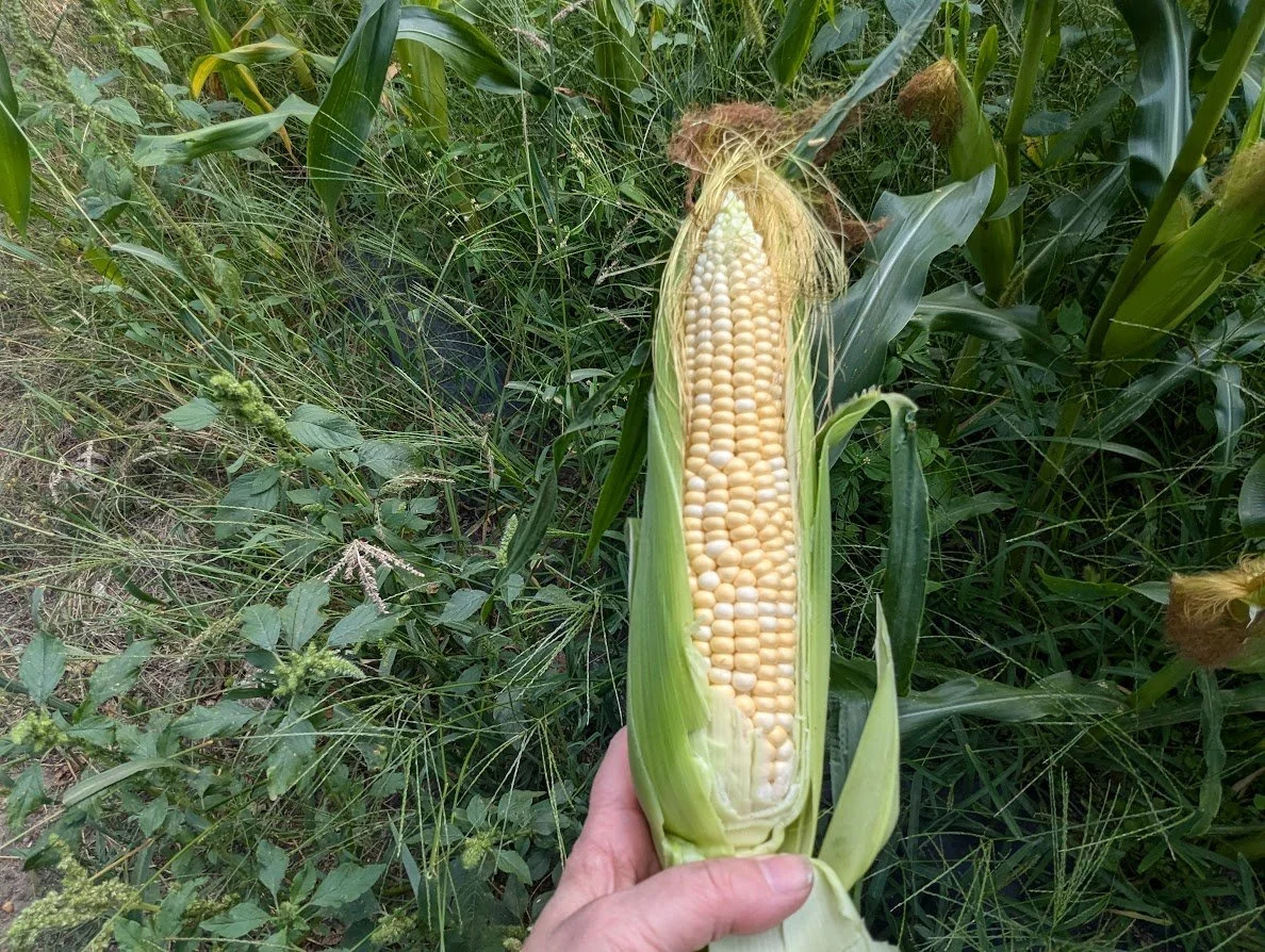 Mid August Garden Update