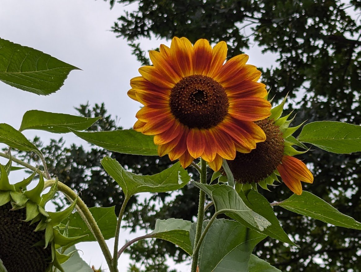 Early September Garden Update