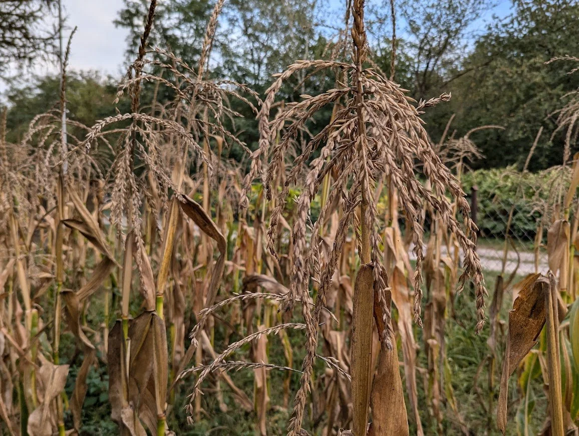 Middle of September Garden Produce Report