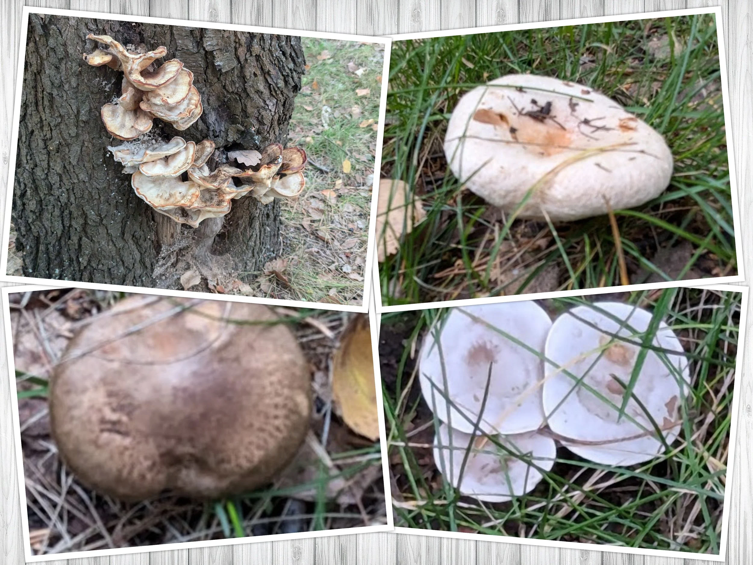 Cultural: Mushroom picking -- a Polish pasttime
