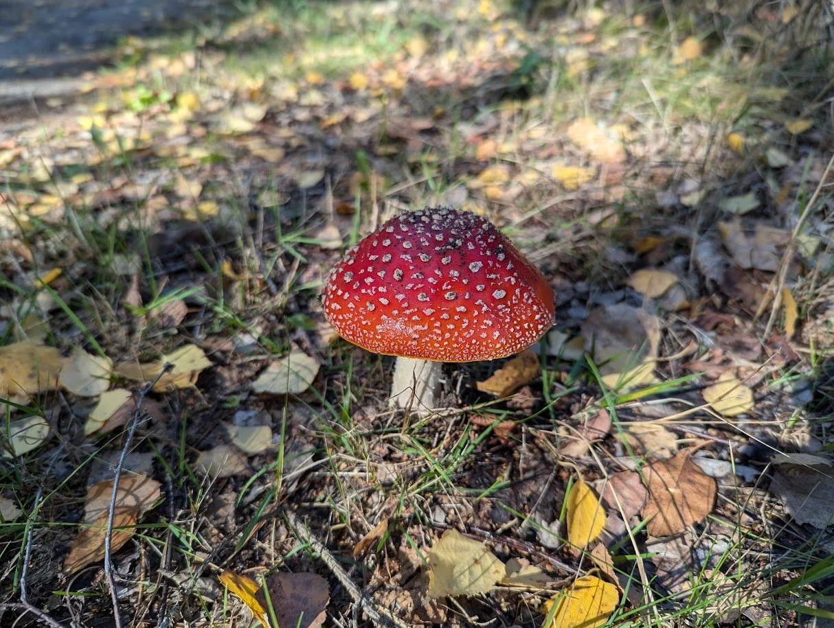 More on the mushroom situation in our yard