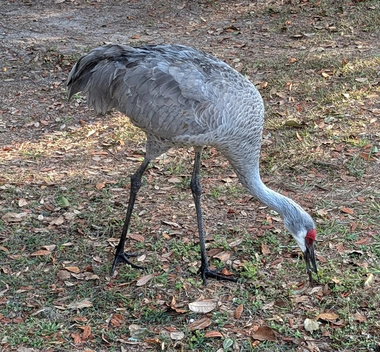 Those Amazing Sandhill Cranes!