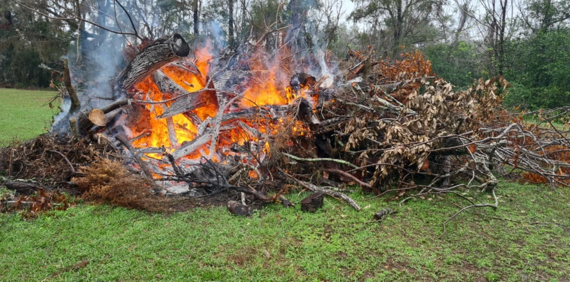 That PILE of Trees from Milton is Gone