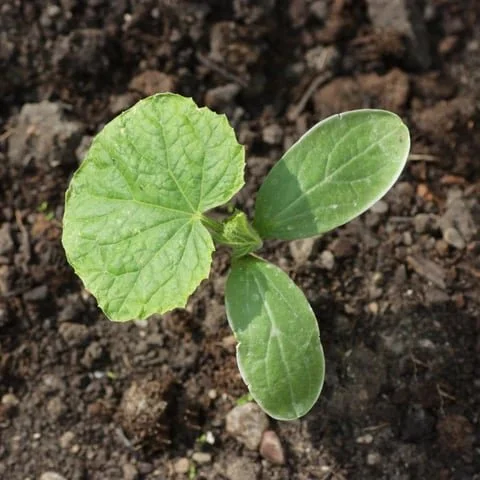 Rachael and I gave it a Lick and  Promise