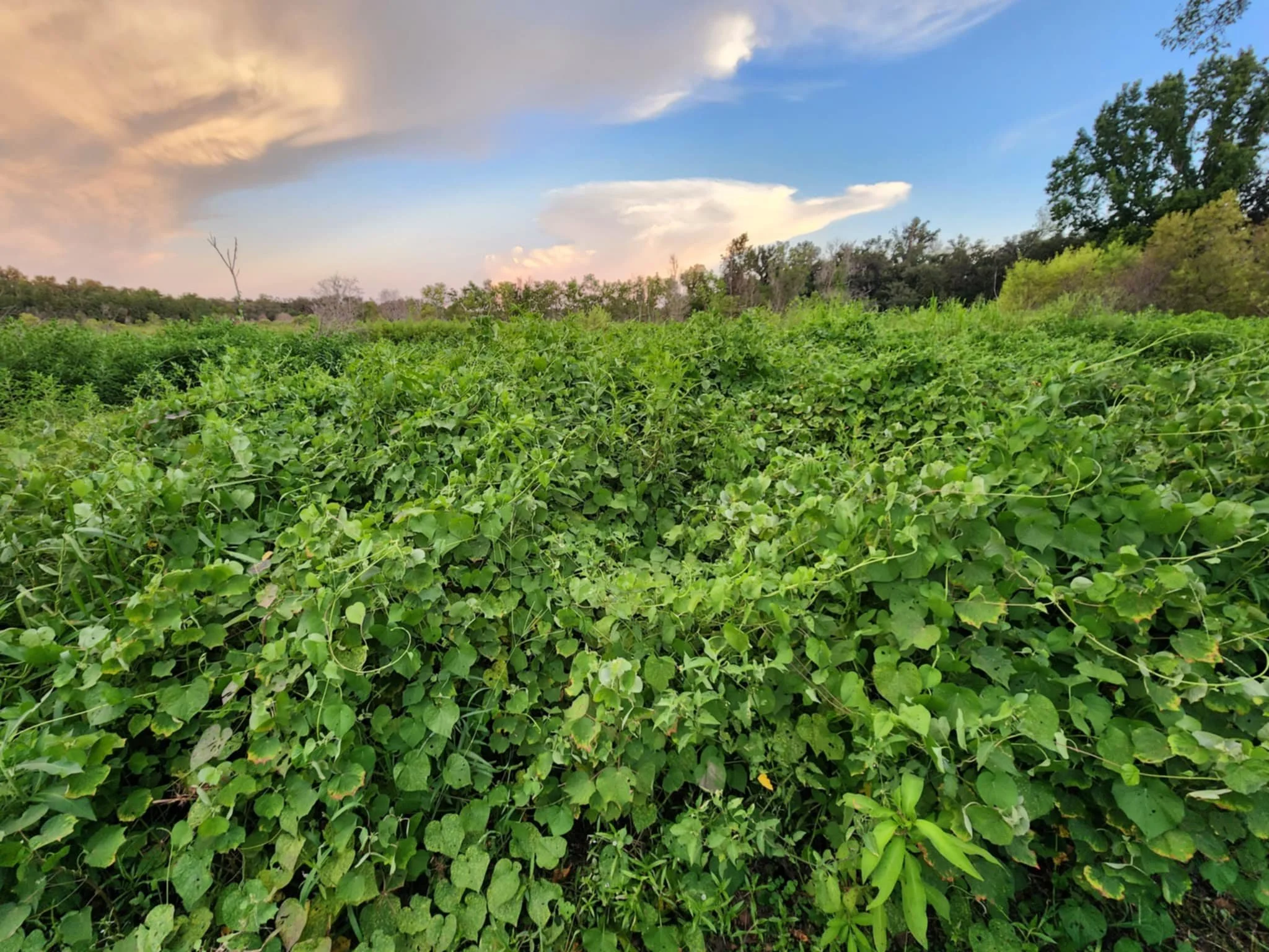 Florida Garden Fail and Polish Mini Garden!