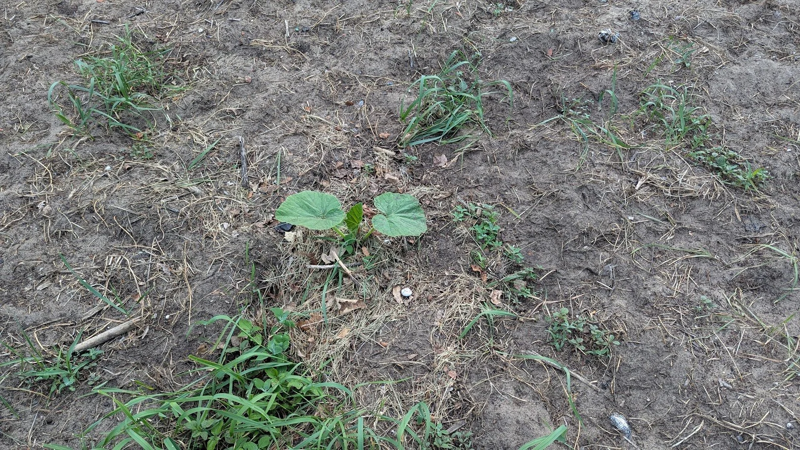 PXL_20260623_151808929.jpg