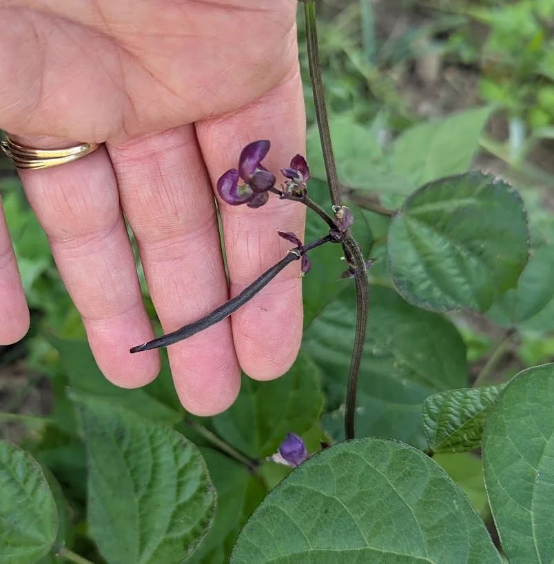 I've been Busy - a Few more Garden pictures