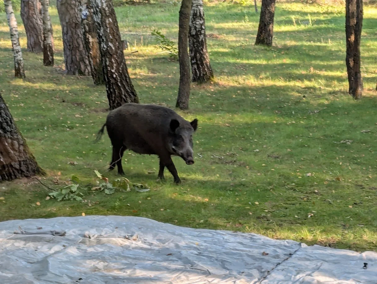 Wild Pigs - checking us out!