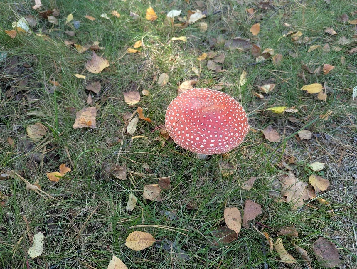 PXL_20260929_120645106.jpg