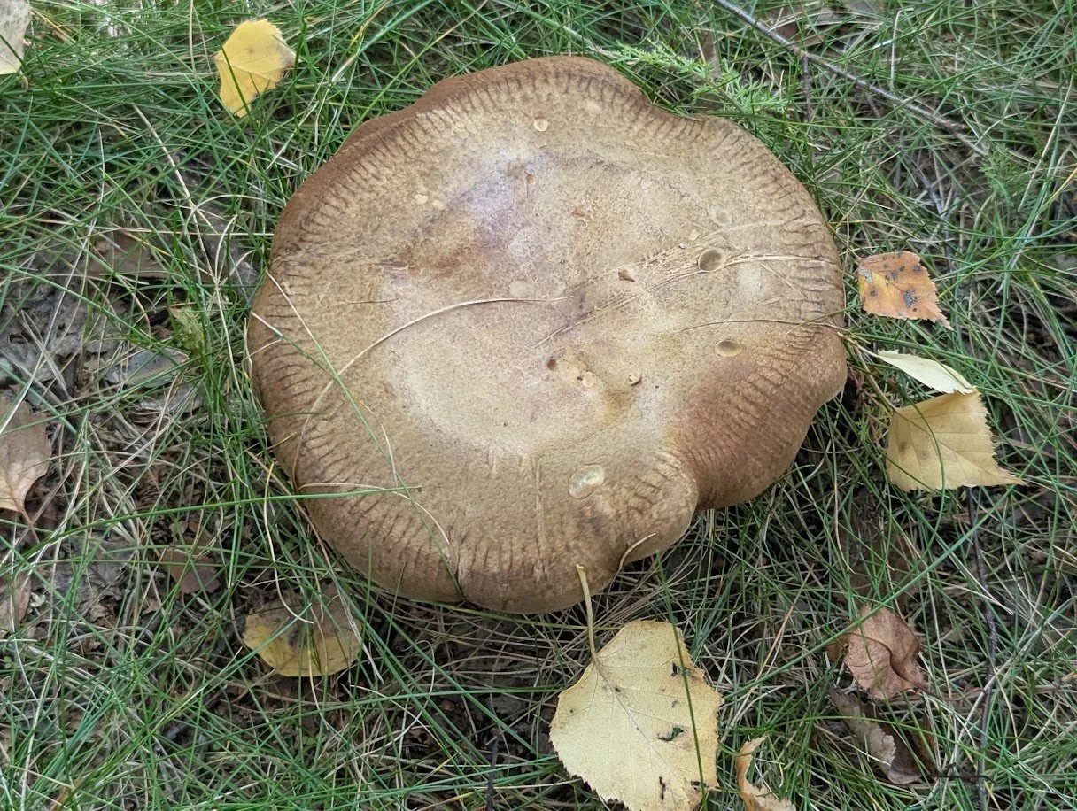 PXL_20260929_120911777.jpg