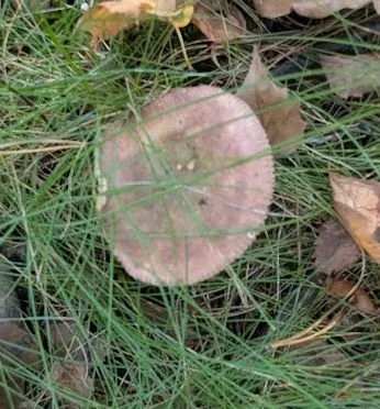 PXL_20260929_121110594.jpg