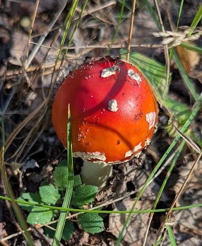It’s Mushroom picking season in Poland!