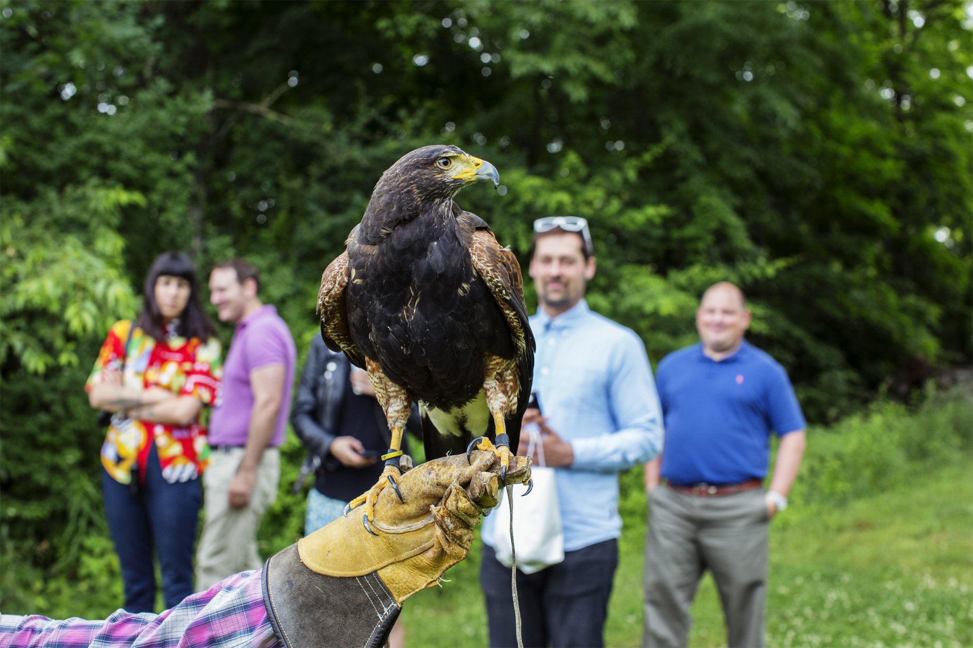 Falconry.jpg