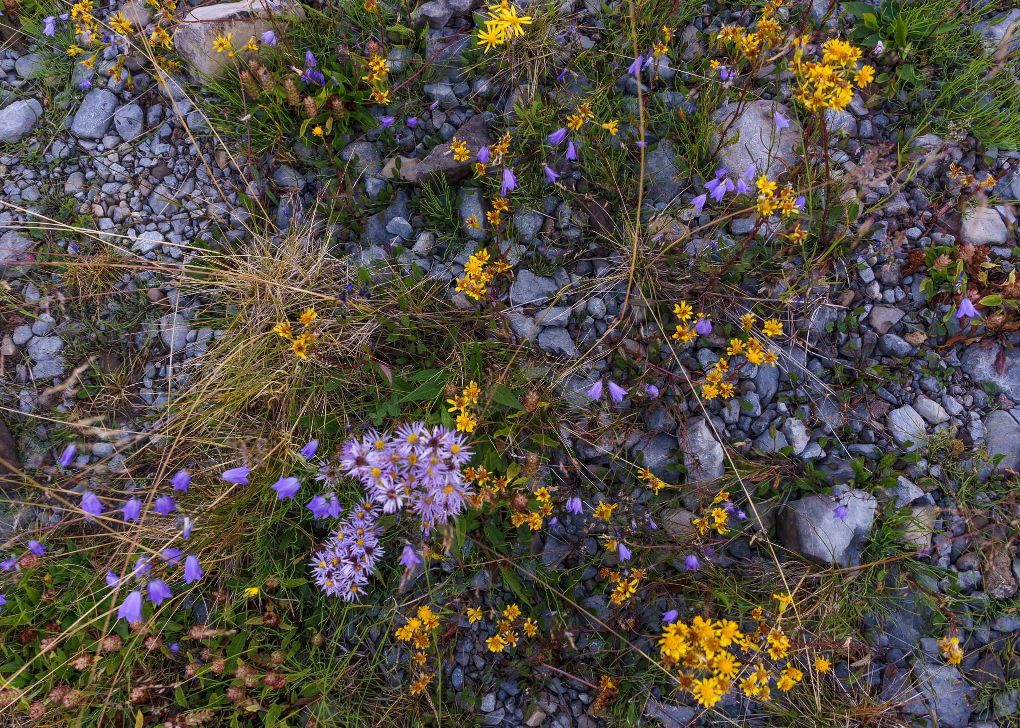 Maligne Bouquet