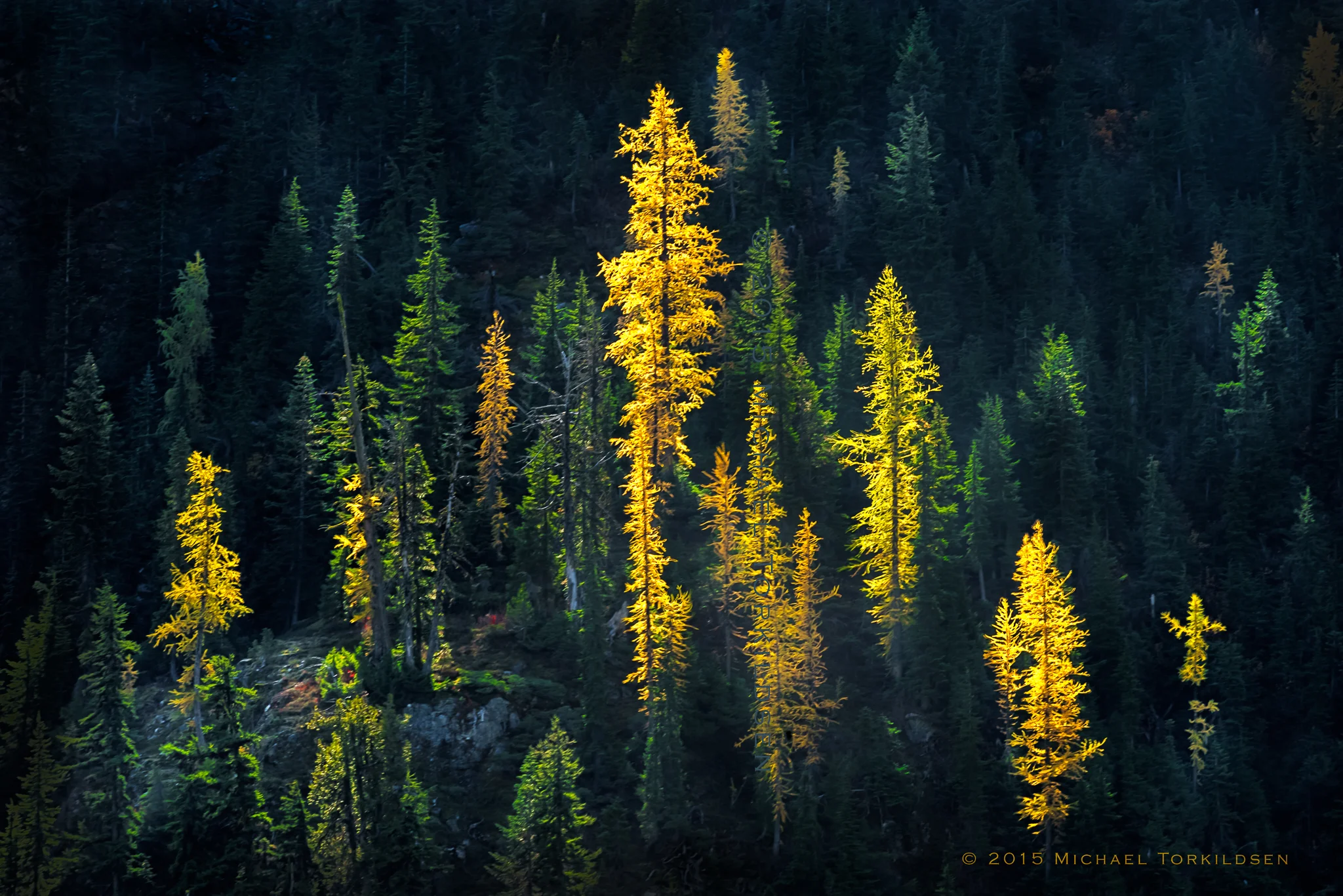 Golden Larkes on Black