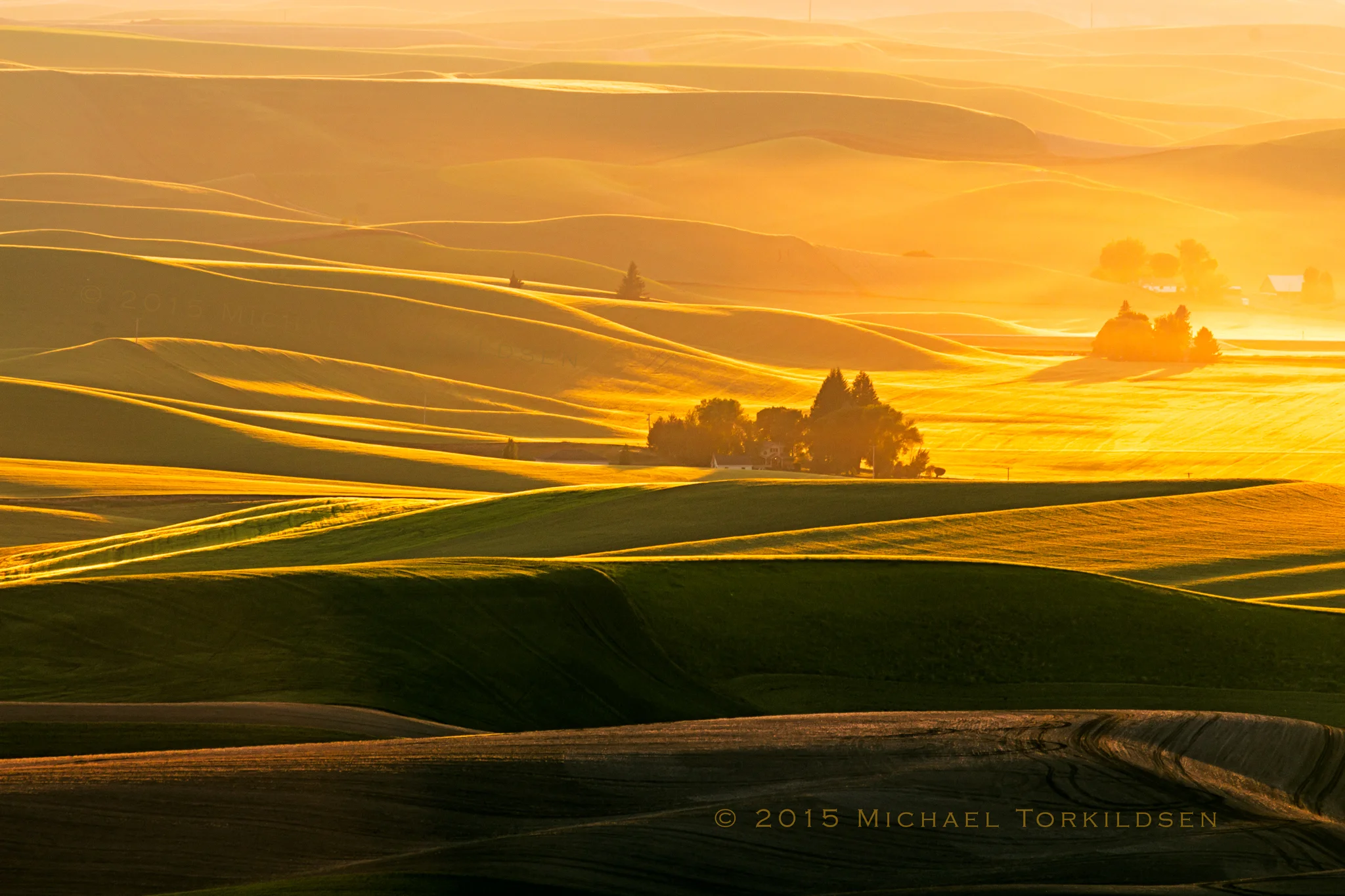 Shapes of Yellow - Palouse