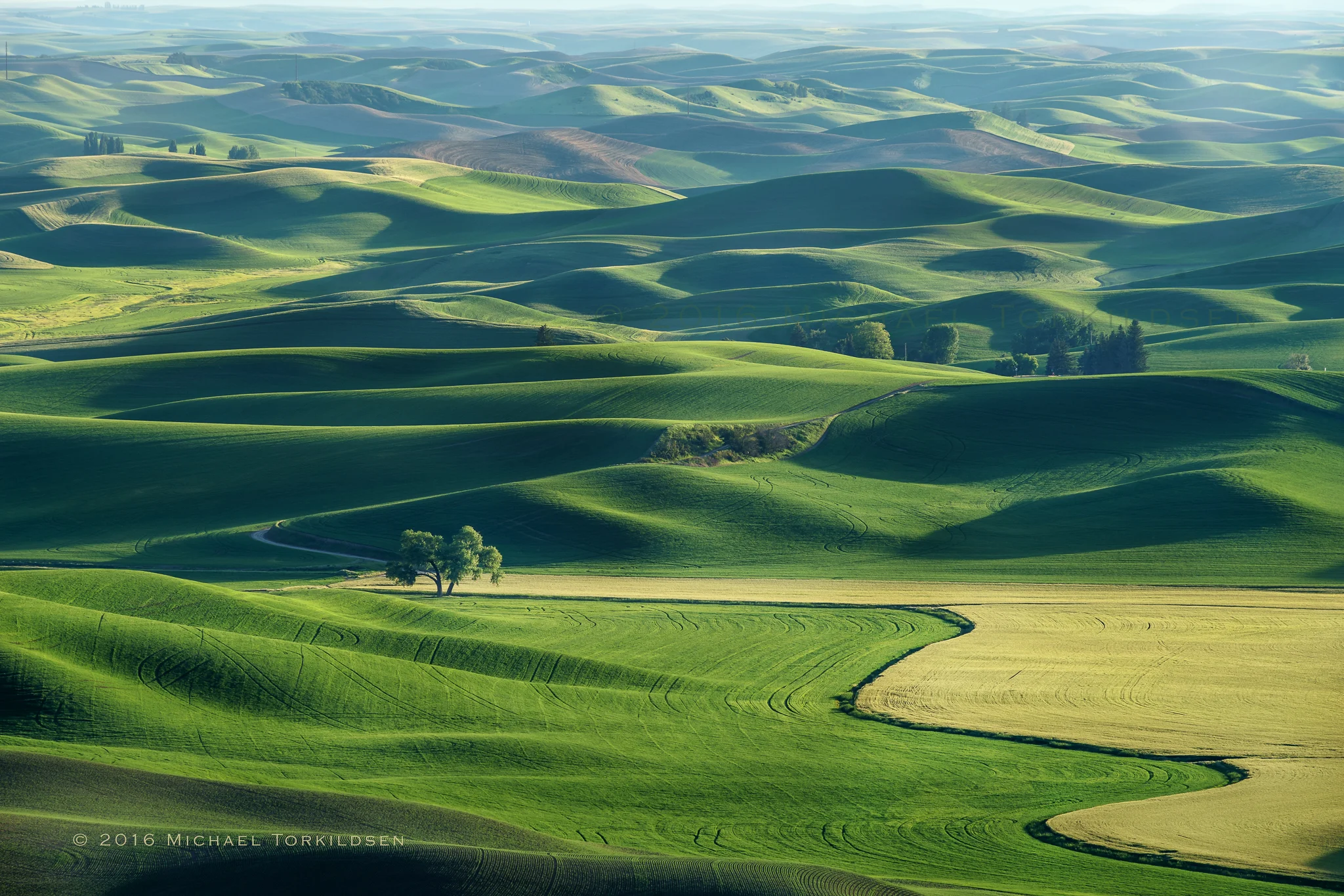 Tree Valley - Palouse