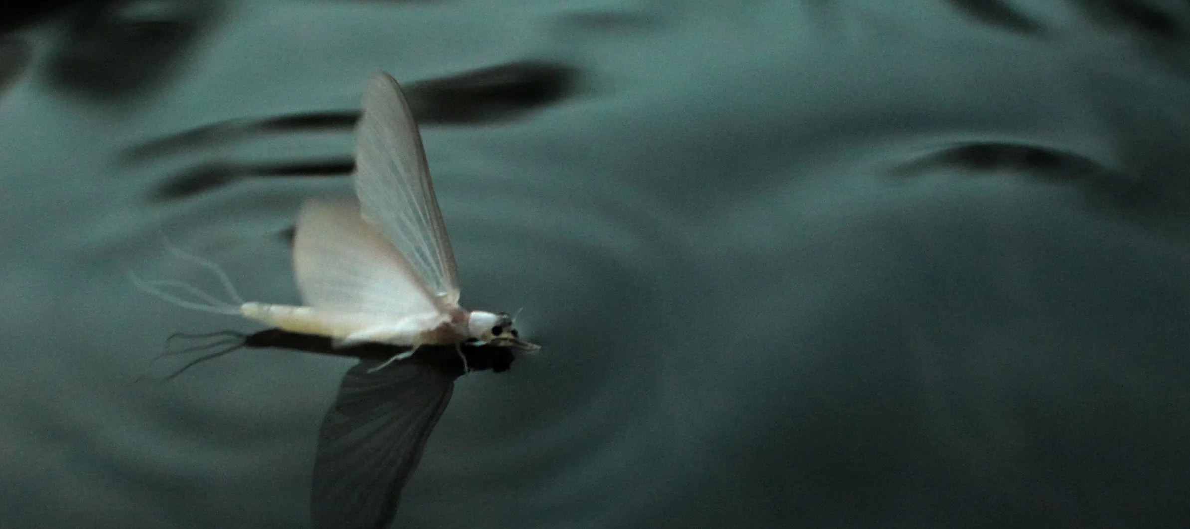 Mayfly.jpg