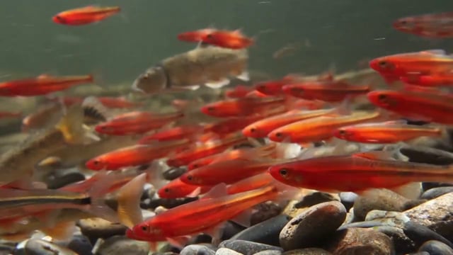 Portfolio — Freshwaters Illustrated