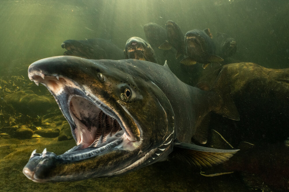 Oregon Chinook salmon