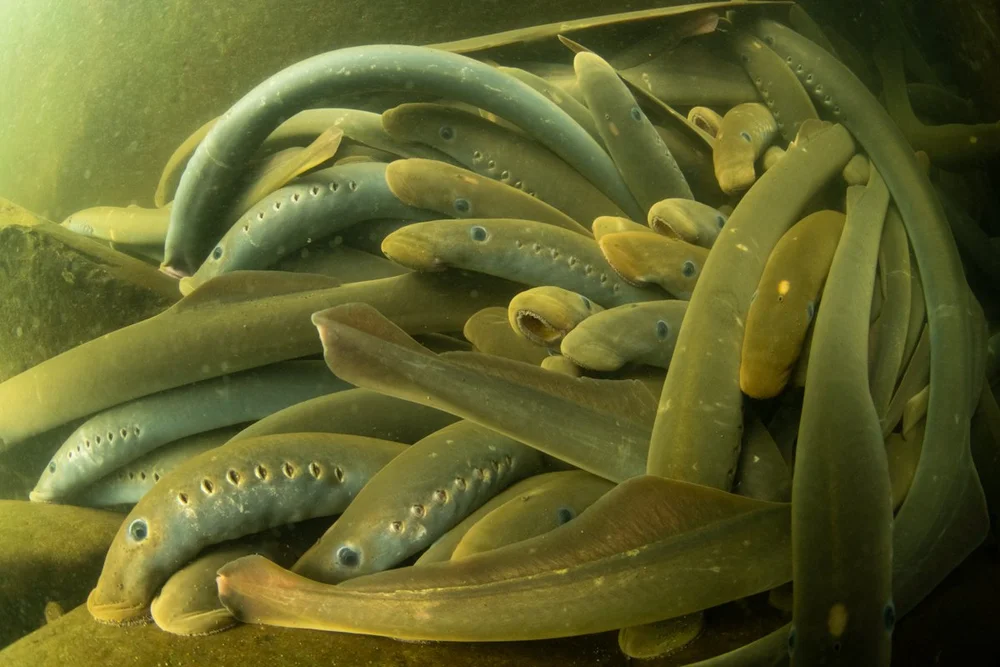 Pacific Lamprey, Oregon_120 — Freshwaters Illustrated