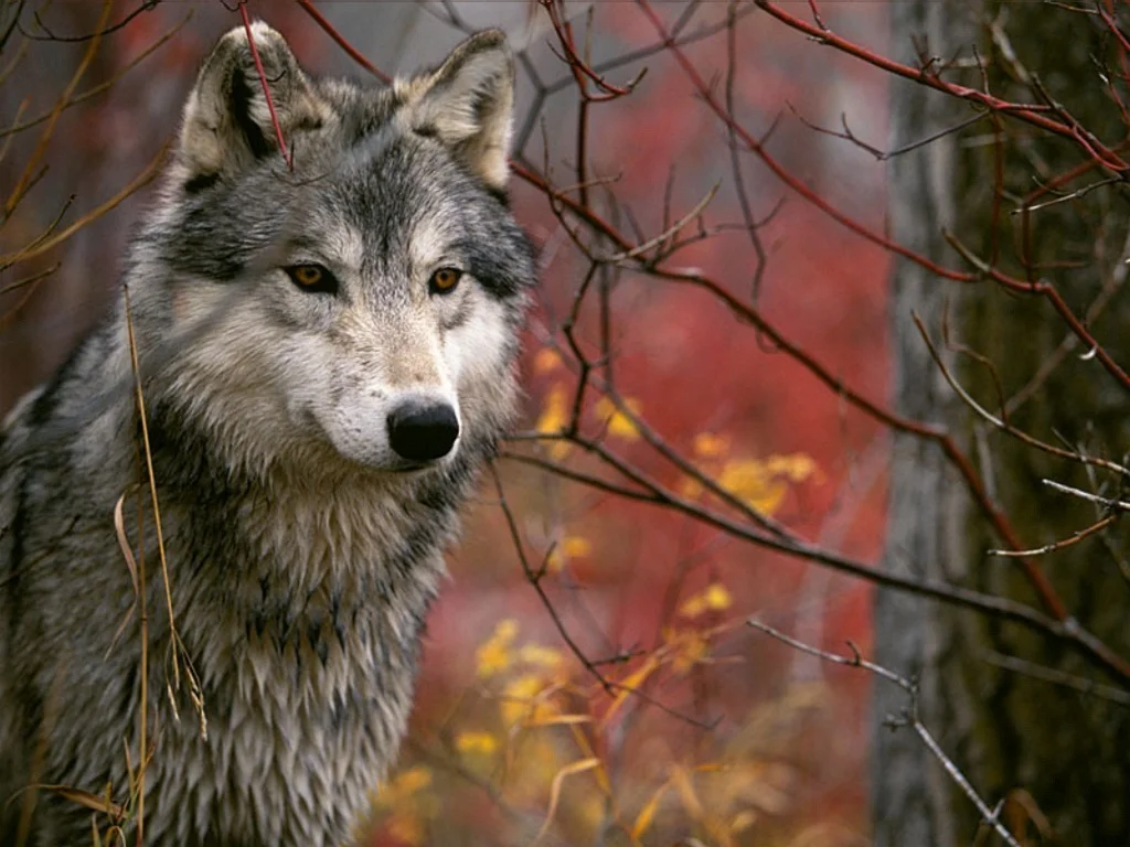Wolf-dianas-wolf-pack-16958727-1024-768.jpg