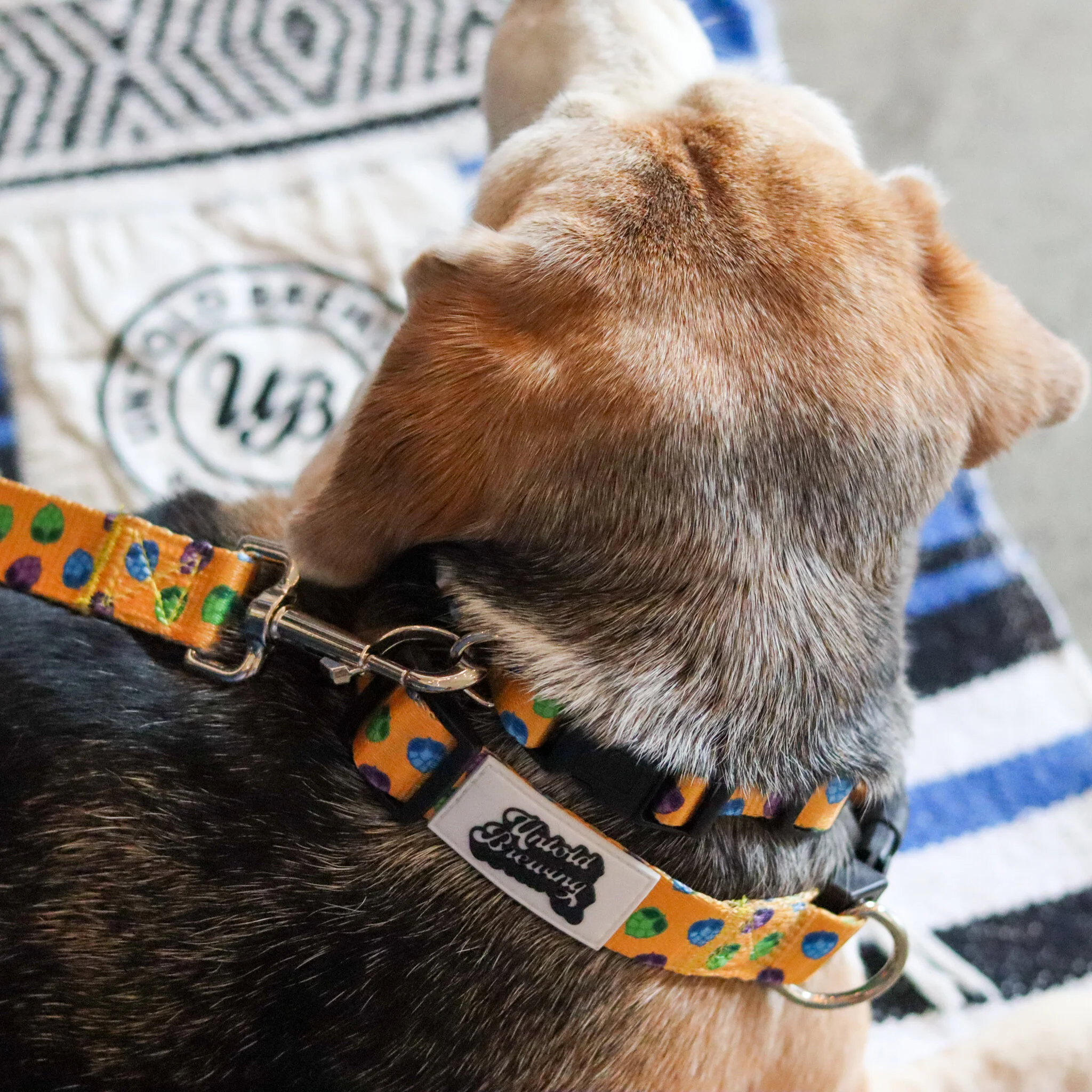 martingale leash collar combo