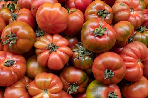 Scituate | Growing a Great Heirloom Tomato | Hosted by Holly Hill Farm